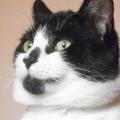 bechatmel-l-oreille-attentive.jpg